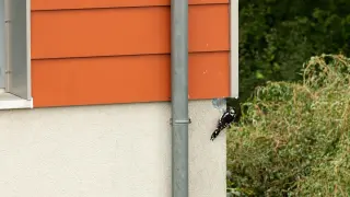 Dzięcioł na elewacji. Jak pozbyć się dzięcioła z elewacji? Ptak dziobie tynk przy rynnie.